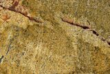 Strelley Pool Stromatolite Slab - Billion Years Old #150665-1